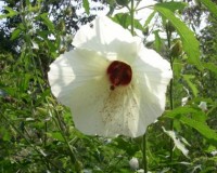 hibiscus aculeatus 8-11.jpg